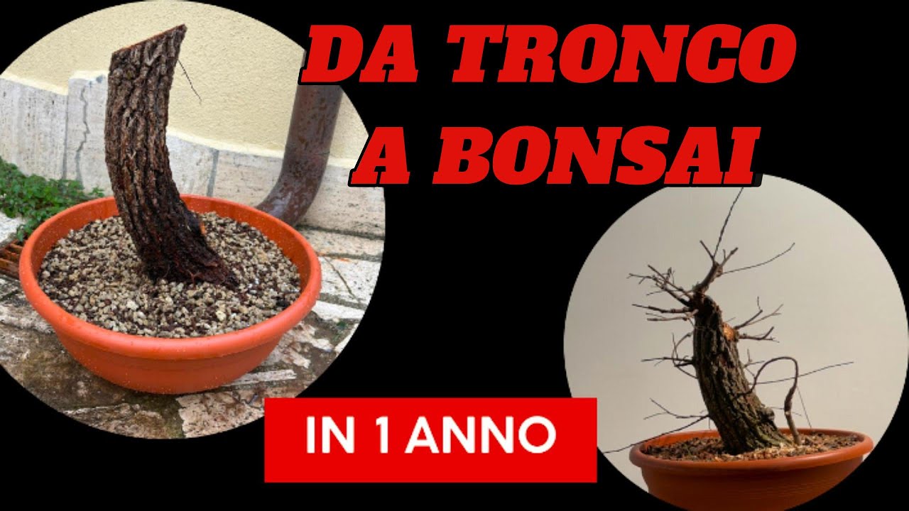 PRIMA IMPOSTAZIONE OLMO YAMADORI