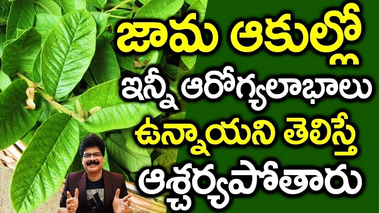 జామ ఆకు కషాయం తాగితే  డయాబెటిస్‌, కొలెస్టరాల్‌, ఇంకా ఎన్నో... Drinking guava leaf decoction health!