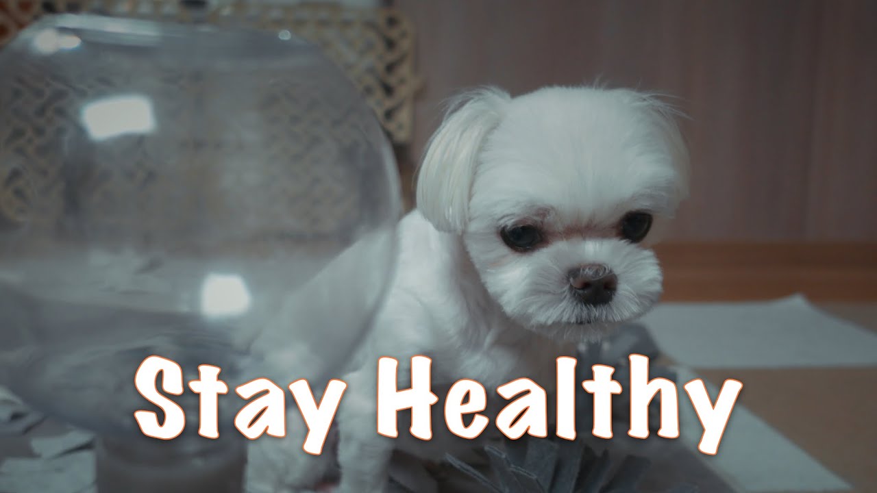 (eng sub)(4k)How to give your dogs medicine (한글자막)