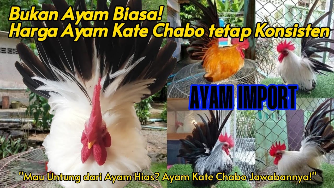 "Ayam Kate import ini !!!  Ayam chabo Premium dengan Harga Stabil"