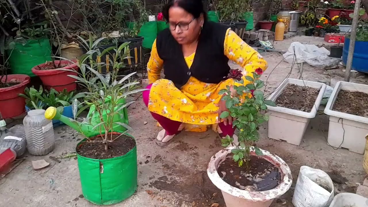 गुलाब लगाने का आसान और सरल तरीका/ अब  भर भर के फूल आएंगे #roserepotting #maacreativekitchengarden