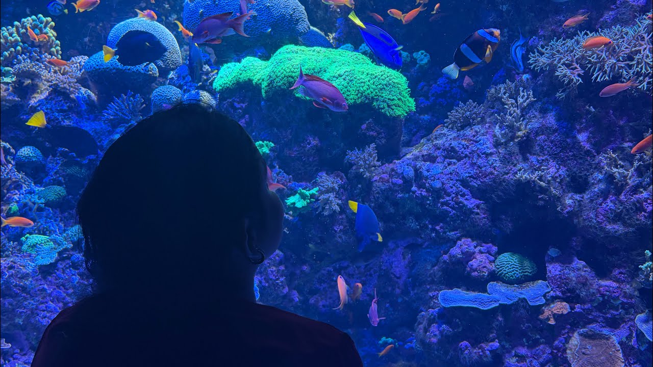 Oru periya ocean kulla pona mari erundhuchu +singapore oceanarium +aquarium+long pending video🐋🦑🦀🪼🐬🐠