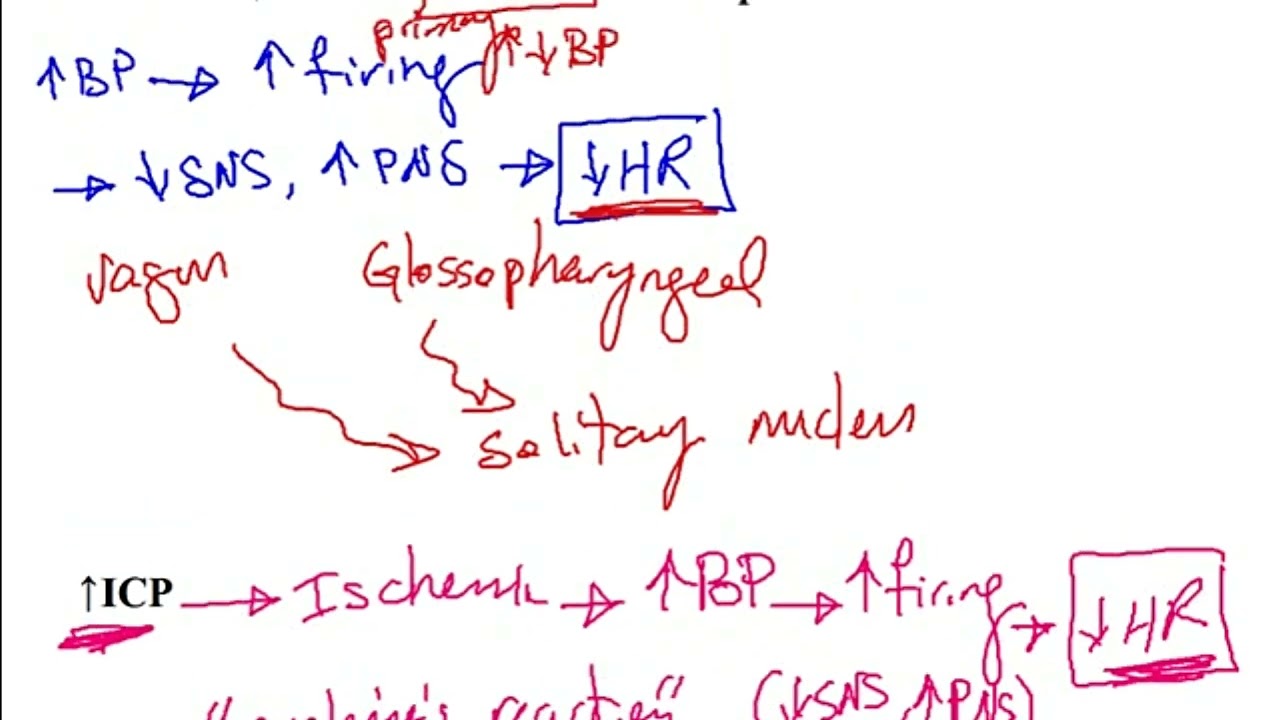 USMLE ACE Video 126: Cardiac Baroreceptors and Chemoreceptors