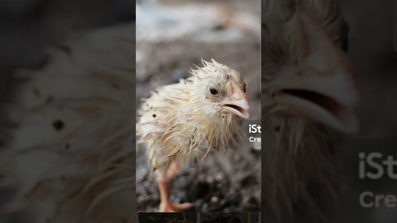 repost different animal