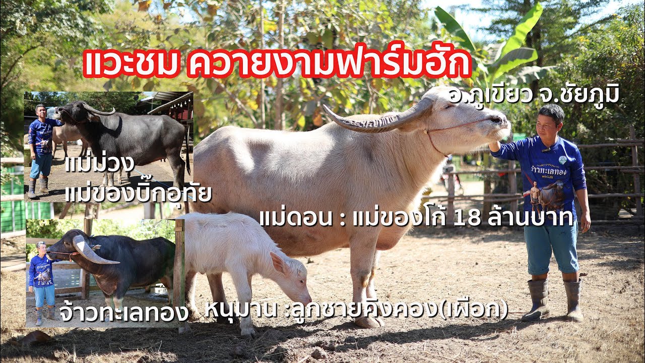 แวะชม ✅ ควายงามฟาร์มฮัก ที่ทุกคนจะต้องอึ้ง [อ.ภูเขียว จ.ชัยภูมิ]