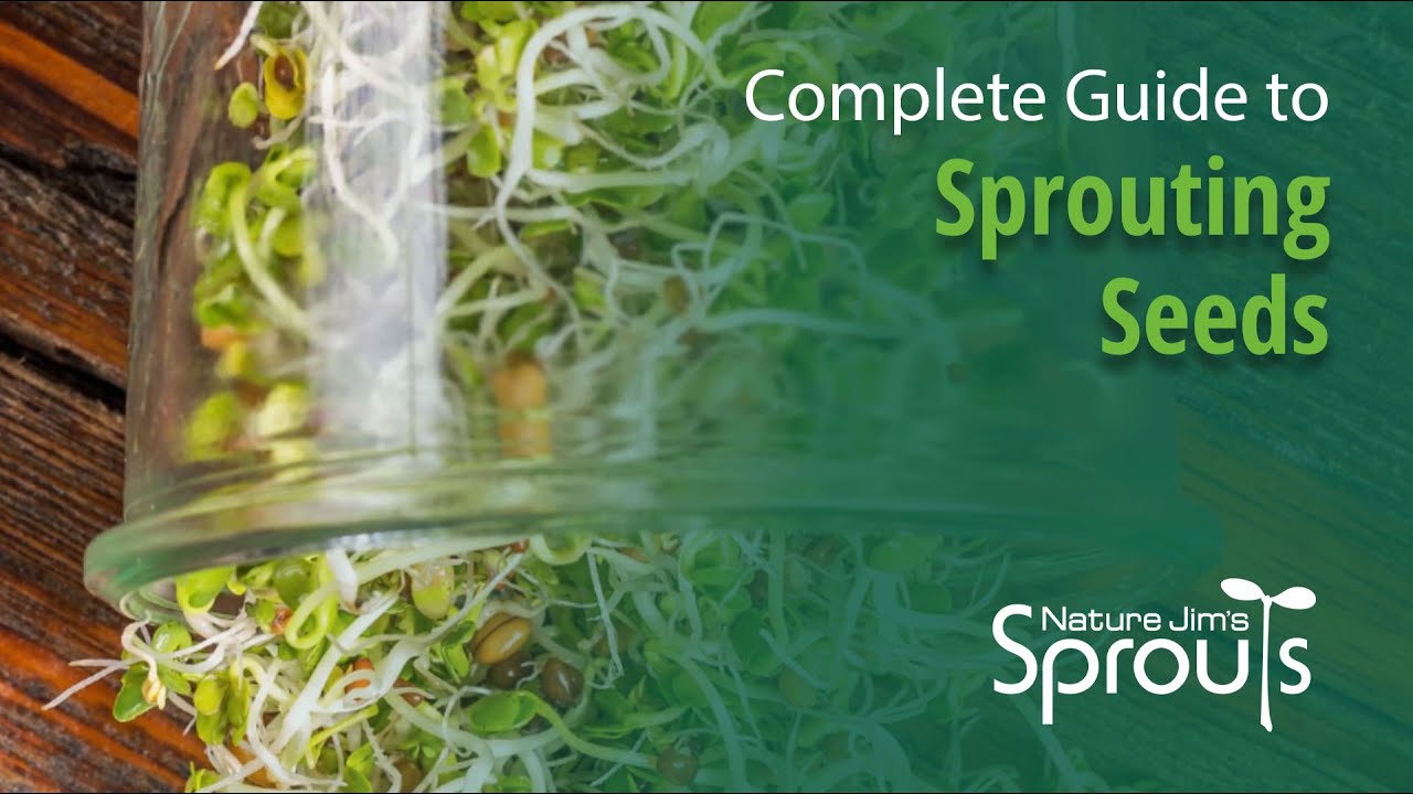 How to Sprout Seeds - A Complete Guide to Sprouting | Nature Jim's