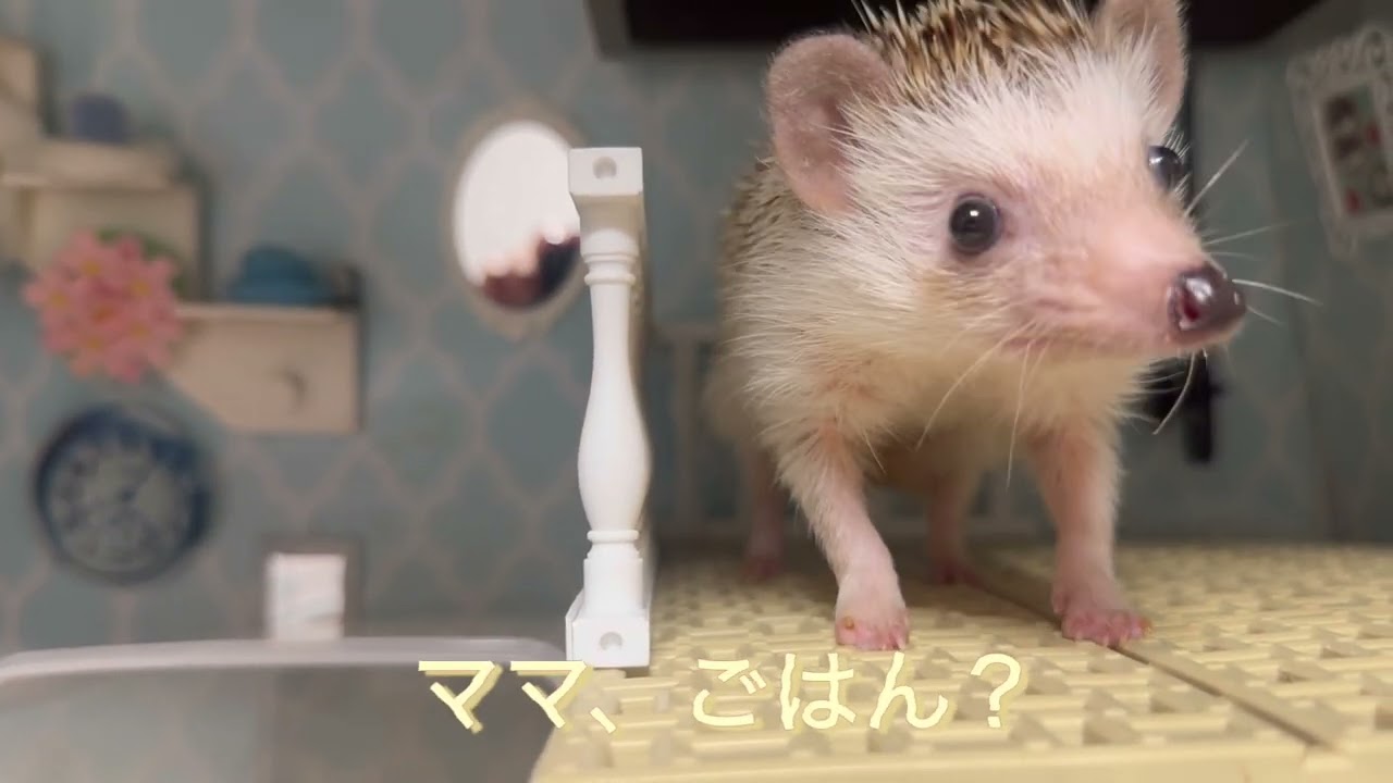 ごはん、まだかなぁ