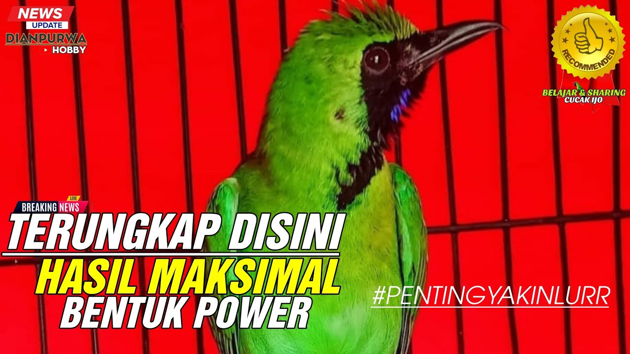 TERUNGKAP DISINI❗HASIL MAKSIMAL CUCAK IJO BENTUK POWER SUARA KERAS JAMTROK SIAP LOMBAKAN||KICAUMANIA