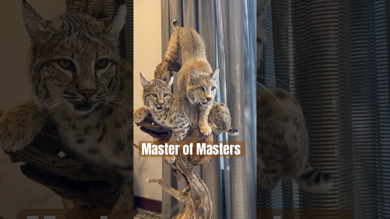 World Taxidermy Championships - Master of Masters Division 2024 🐆🦜🐱 #taxidermy #taxidermyart