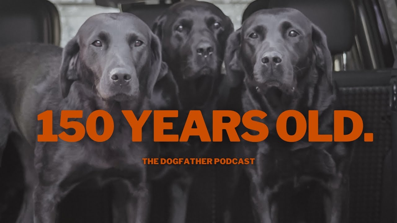 This Family Have The Oldest Line Of Labradors In The World: 150 Years Of Continuous Breeding