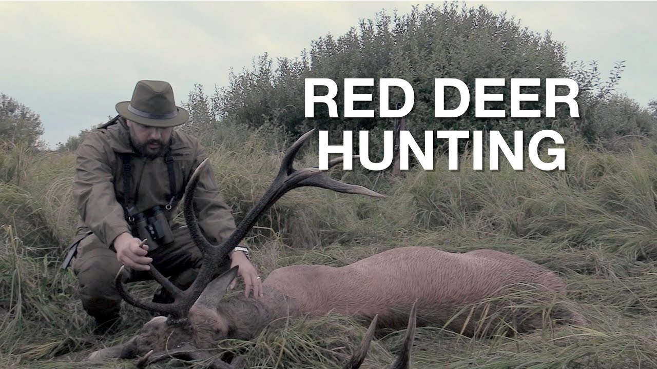 RED STAG HUNTING IN POLAND / KRONHJORTSJAKT I POLEN