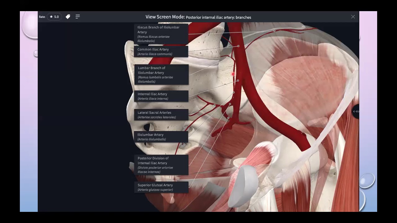 PRACTICAL:Arteries and nerves of the pelvis