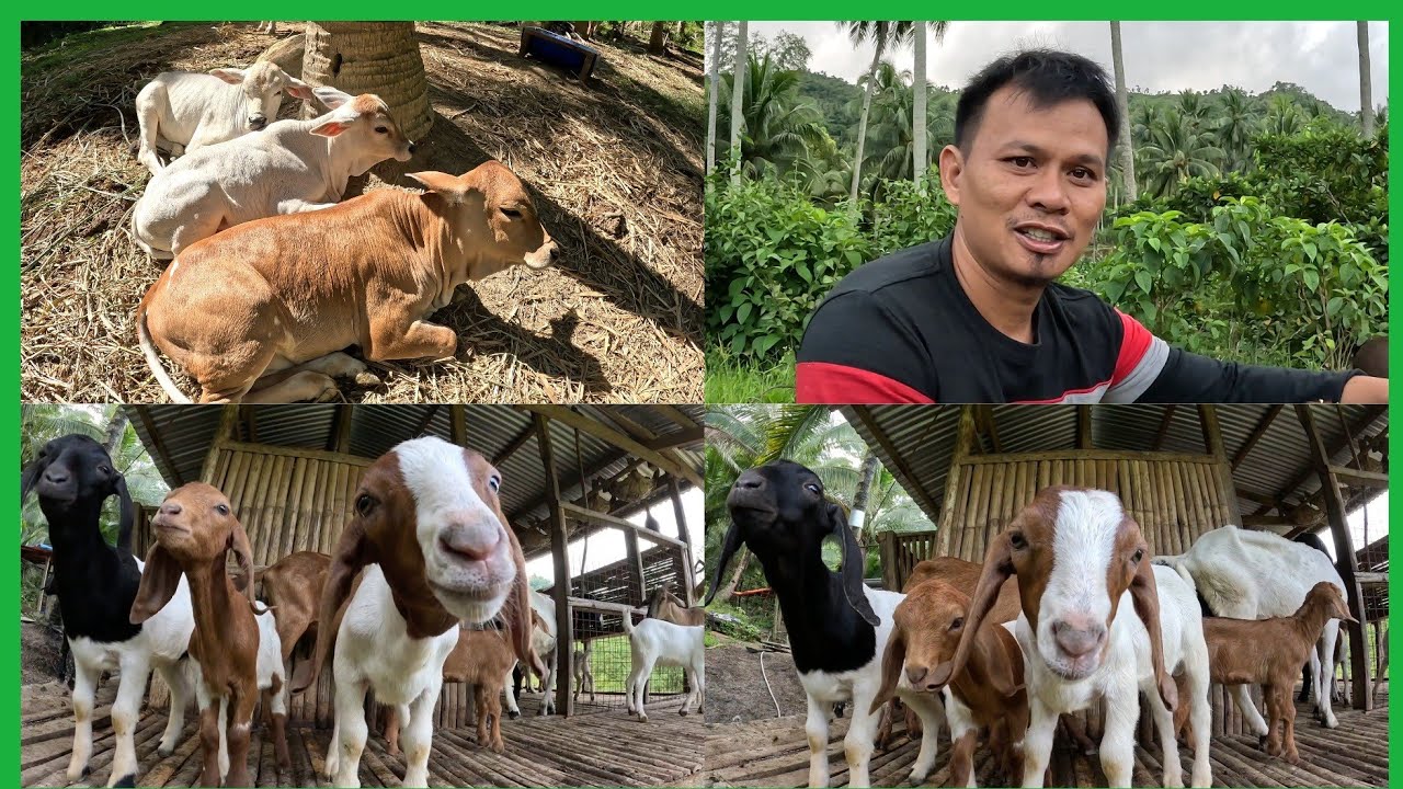 MAY KAPALIT NA AGAD SI TORO AT BOER..BAGONG LABAS PATI AKO NAHIRAPAN