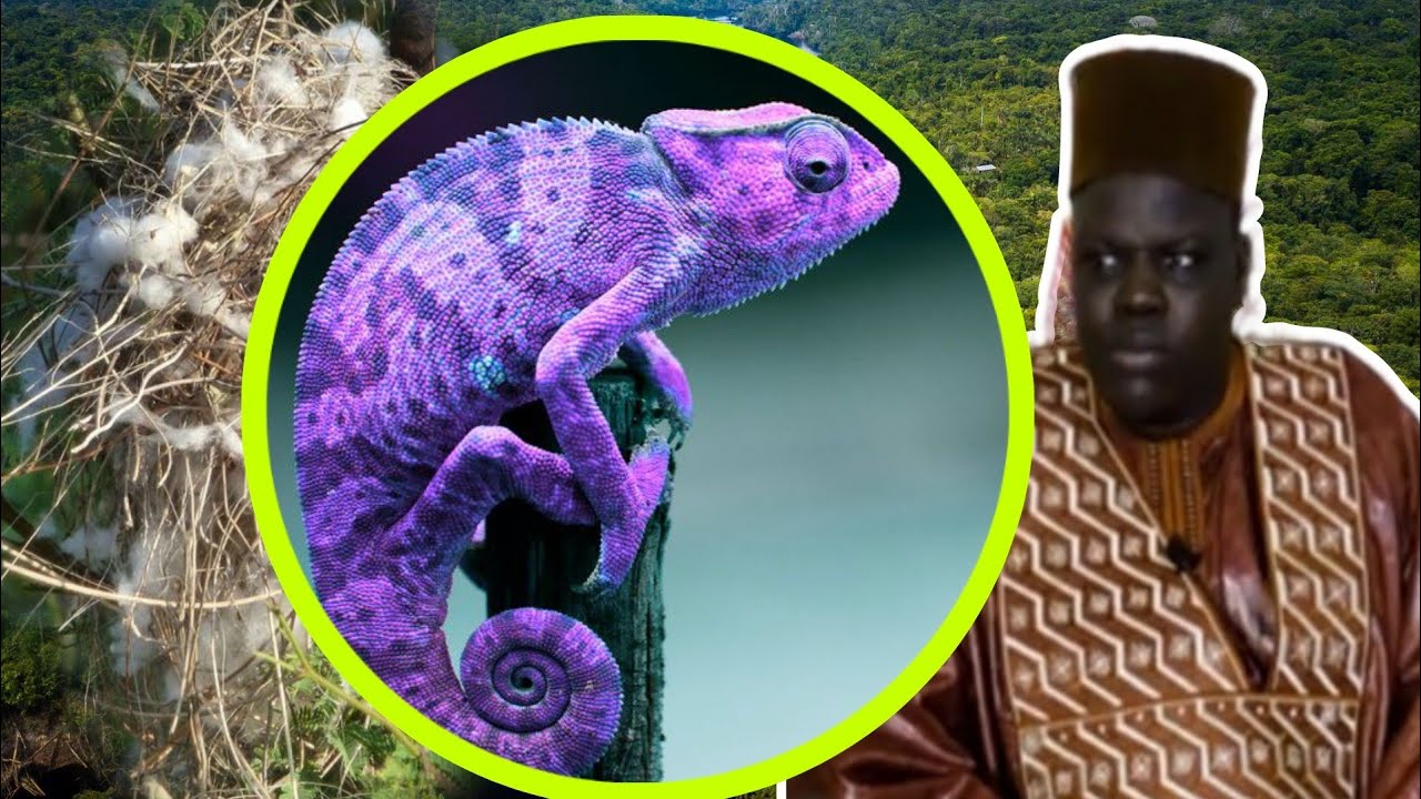 wakh xamxam si ndarignou kakatar kou beuga werssek ak don bou li mogaw si fall nitt......