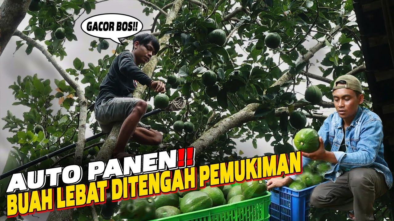 200 KG SATU POHON ⁉️ ALPUKAT KENDIL MEMANG LUAR BIASA 😱