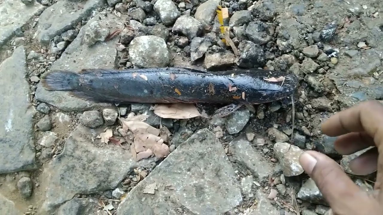 Damainya hidup di pedesaan. masak masakan dari hasil pekarangan rumah sendiri | Desa Ngebel Ponorogo