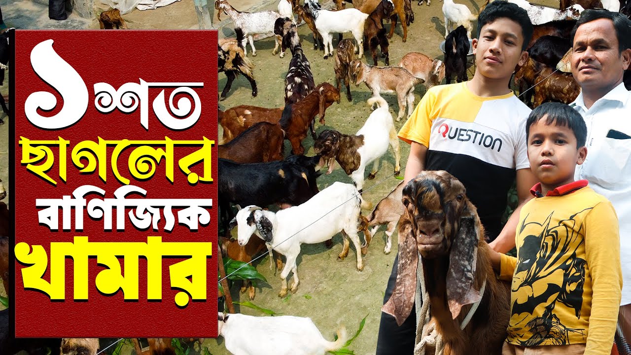 ১০০ ছাগলের বাণিজ্যিক খামার- ৫ বছরে লাভ ৪০ লক্ষ টাকা | ফার্মের ছাগলের পরিচর্যা ও খাবার | Goat farming
