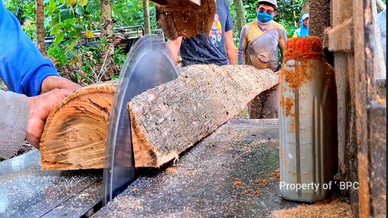 Cukup Sulit  !!  Tebang pohon jati Tengah kebun - Mesin serkel rakitan