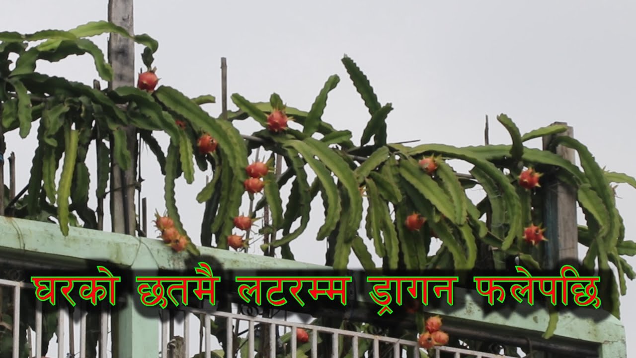 dragon grows on the roof of the house । घरको छतमै लटरम्म ड्रागन फलेपछि ।  our village life nepal
