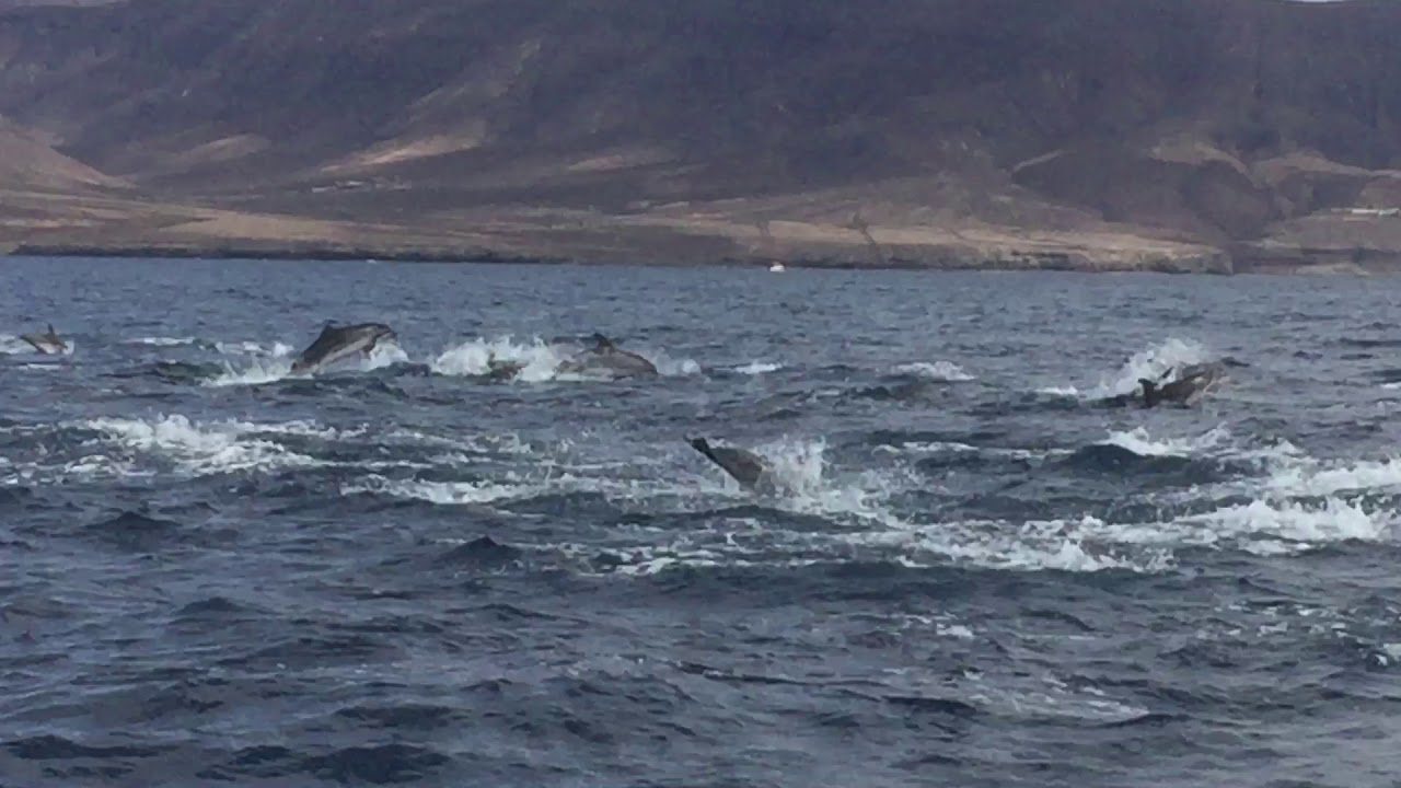 Dolphin Trip Aquasports Fuerteventura Morro Jable