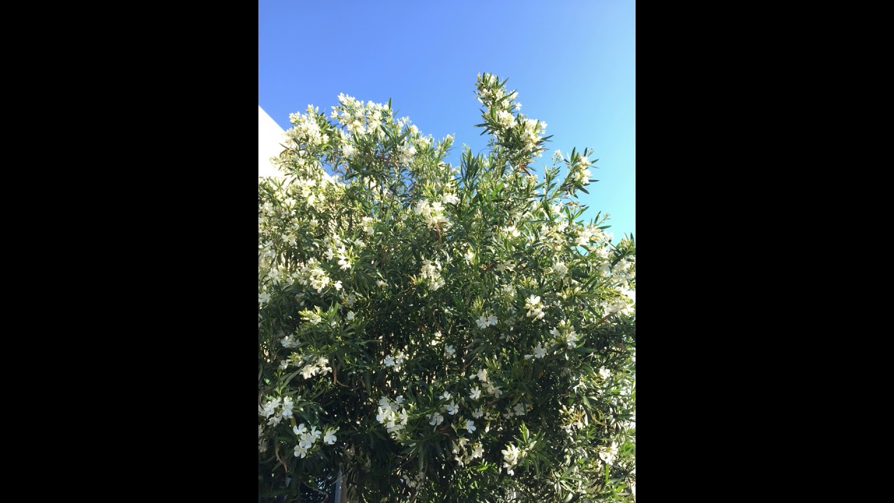 cavetown - lemon boy [1 HOUR EDITION]