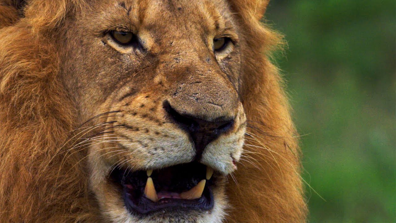 Africa's Deadliest Predators | Wild Lands: South Africa | BBC Earth