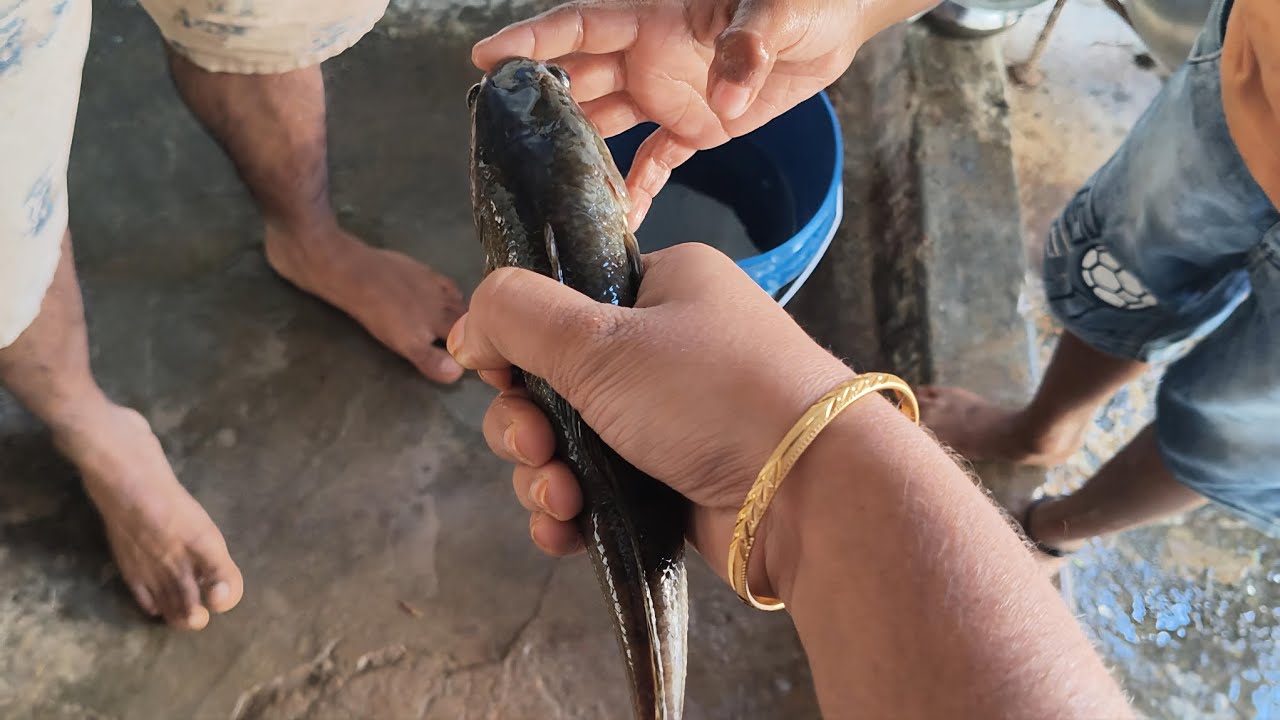 గ్రామంలో బ్రదర్స్‌తో కలిసి LIVE చేపల వేట 🐟😍 | Village Fishing Fun & Family Enjoyment #KorameenuFish 