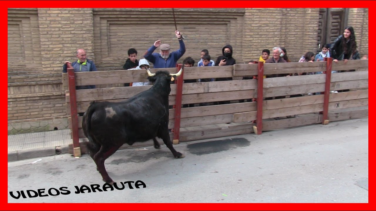 CASTEJÓN  (NAVARRA)  MATINAL VACAS EN CALLE  (SABADO 9 ABRIL 2022)  HNOS.MAGALLÓN