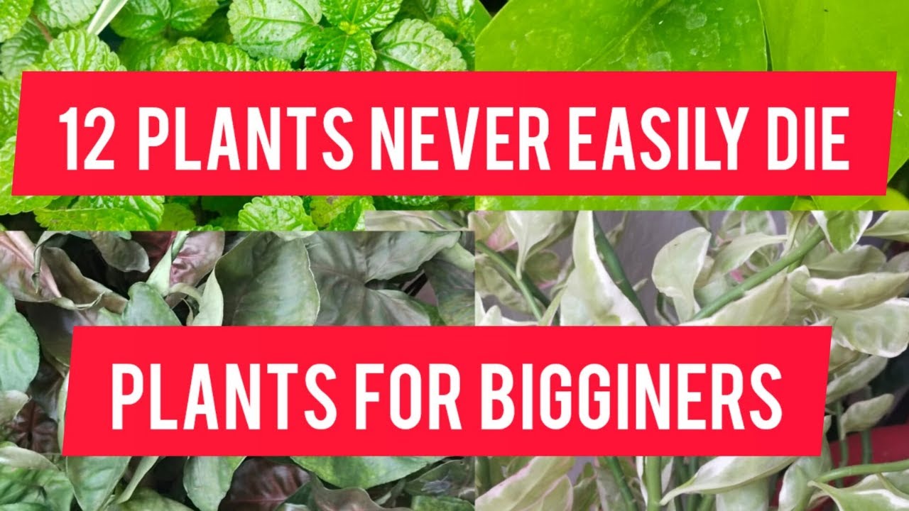 12 Plants Never Easily Die /Plants for Begginers/low maintenance plants #ytvideo