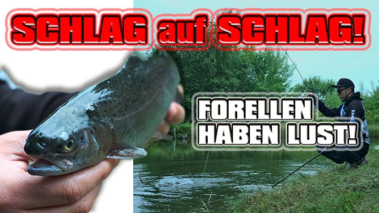 SCHLAG auf SCHLAG! Forellen beißen und beißen! Forellenteich angeln | Forellenangeln mit FANGENSWERT