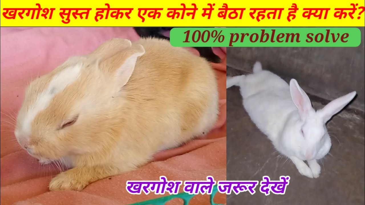 खरगोश सुस्त हो कर बैठा है क्या करें? The Rabbit Is Sitting Lethargic What To Do? RK Pet Rabbit
