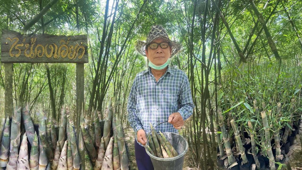 สุดยอดคุณตา ปลูกไผ่บงหวานเพขรน้ำผึ้ง 5 ไร่!! รายได้หลักล้านต่อปี!!