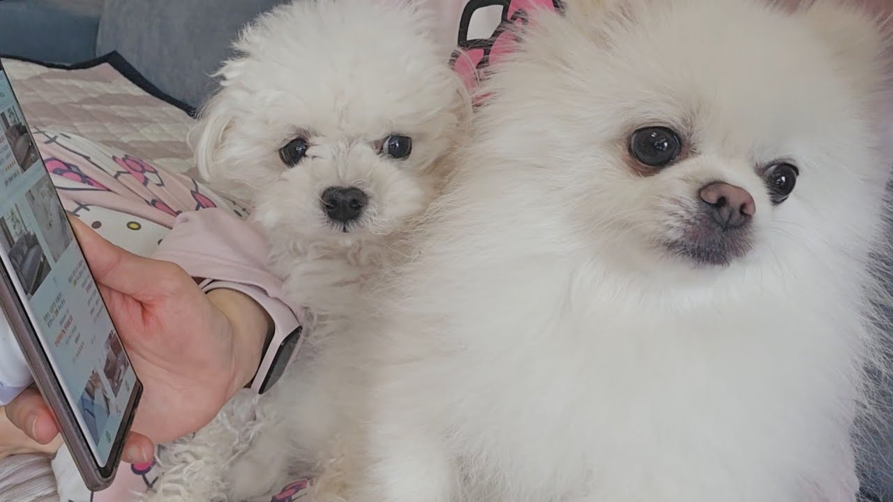 그래서 저 소파 패드는 누가 뜯어먹은거야?^^