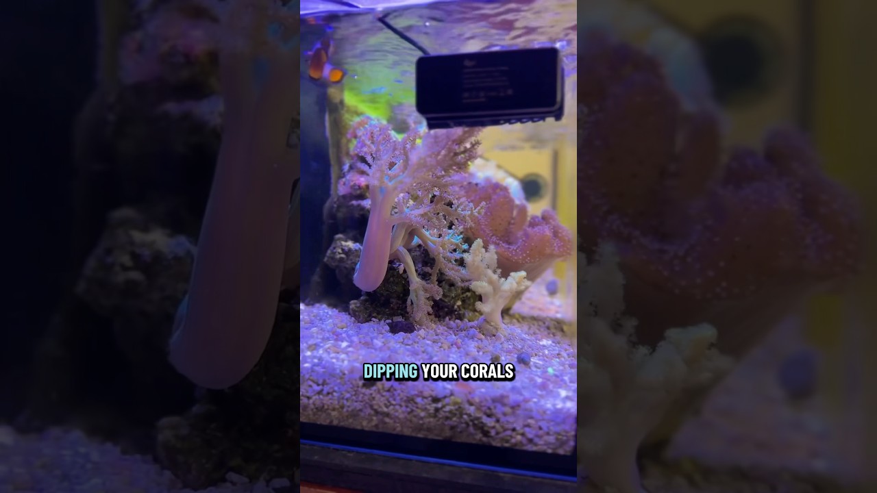 Dip your corals! Here’s why