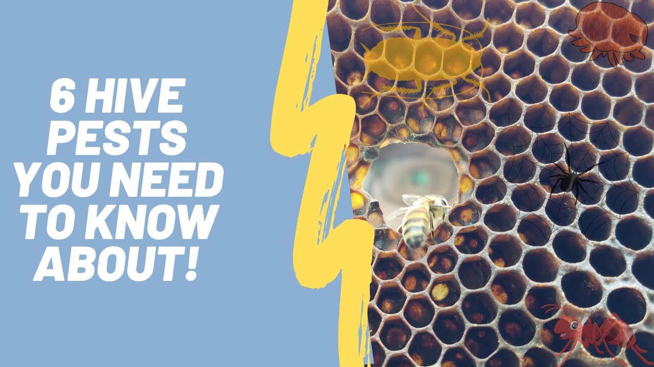 6 Hive Pests you need to know about! | Beginner Beekeeper Episode 22