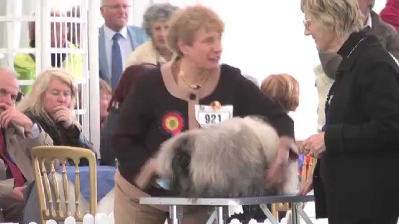 Bath Championship Dog Show 2014 - Toy group