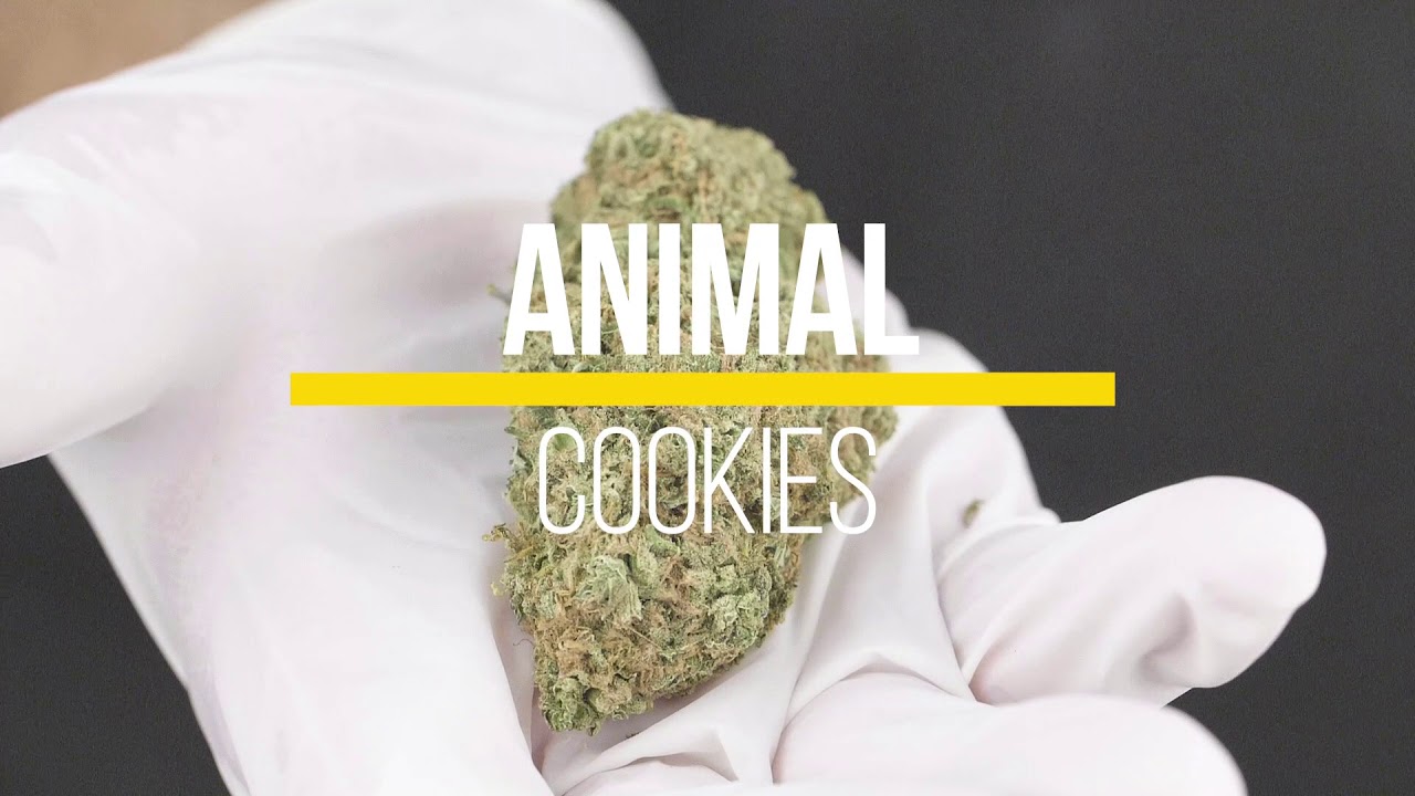 Sweet Berry, Blueberry Cheesecake, Purple Dream, Animal Cookies, GC, Sour Diesel