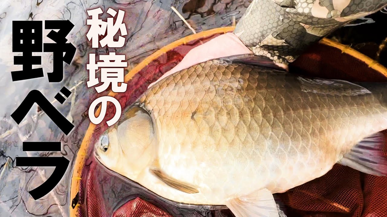 北海道の野池に潜む良型ヘラブナが綺麗すぎる
