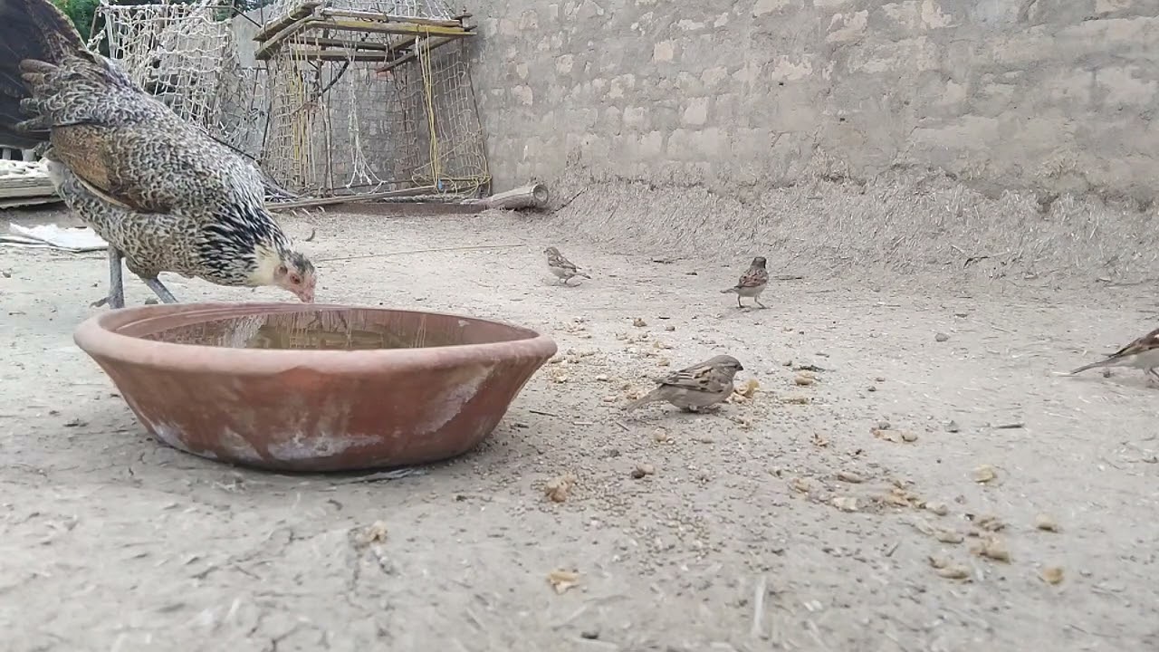 Episode 18 || Sparrow Birds Group Feeding Happily || Village Birds Morning Routine