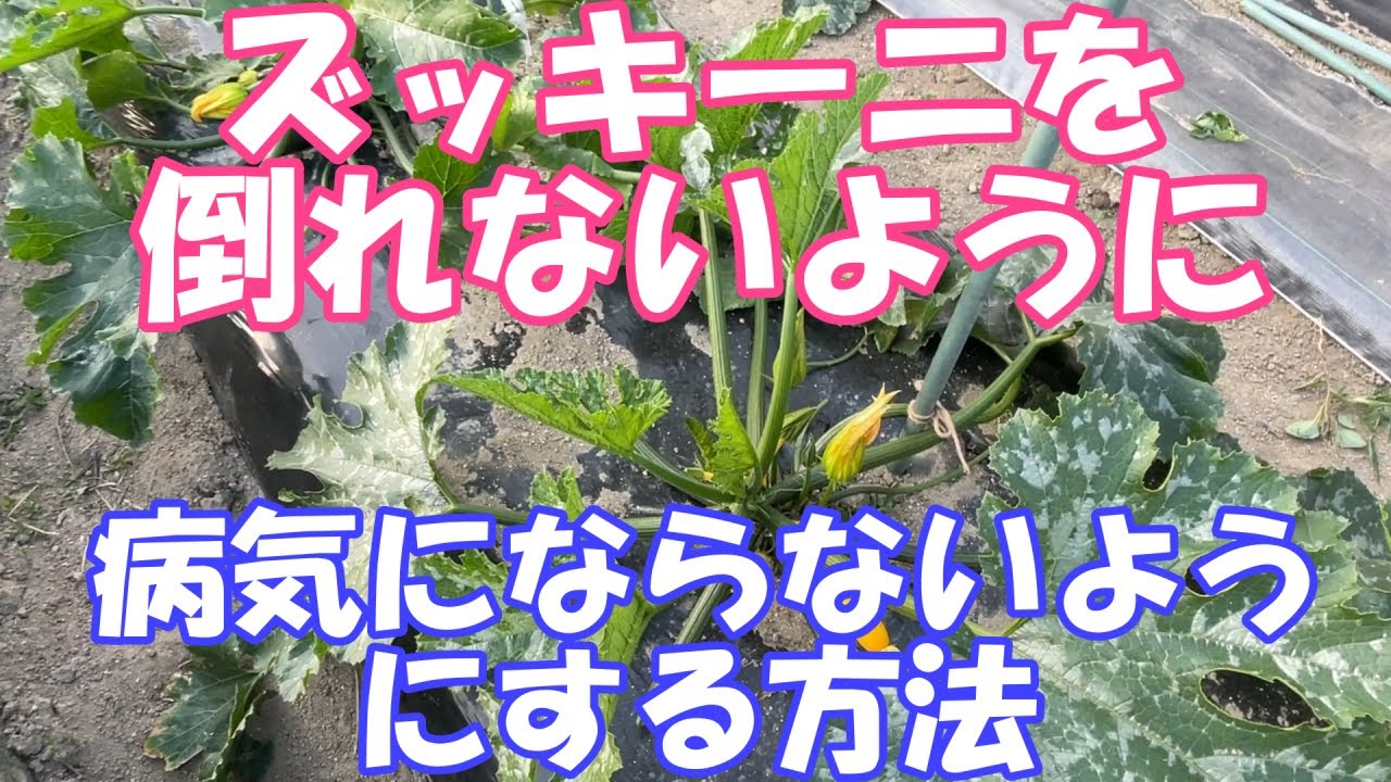 ズッキーニに支柱を立てる方法と固定する方法を紹介。