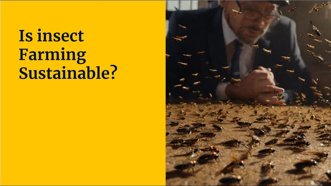 How sustainable is insect farming?