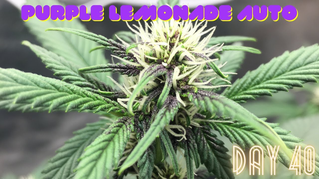 Indoor Organic Grow: Purple Lemonade Auto Update