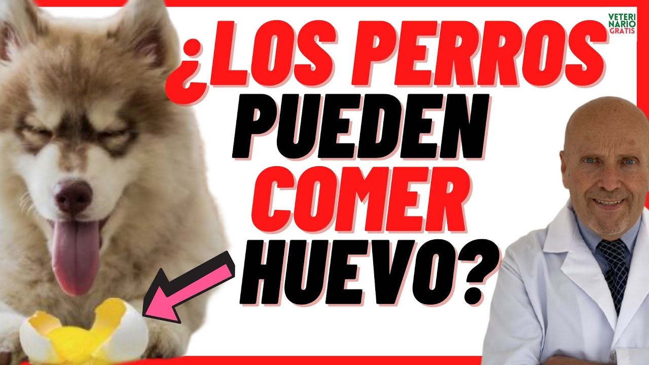 🟢¿Los PERROS Pueden COMER HUEVO? 🟢(Crudo, Cocido, en Tortilla Francesa) ¿y la ❌CÁSCARA DE HUEVO ❌
