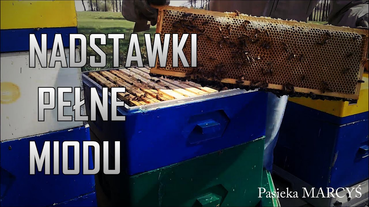 Tak pszczoły powinny nosić miód. Krainka Celle.