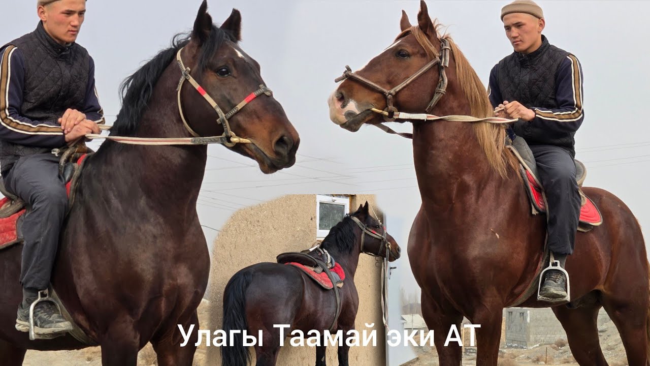 Балбандар  талашып  Чапкан  Ат  Сатууга Чыкты эки Ат 