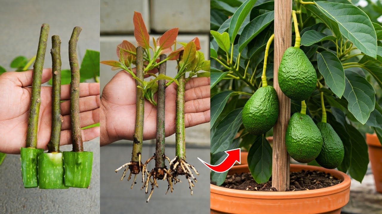🌿How to Grow🥑Avocado Trees from Cuttings Step-by-Step Guide!