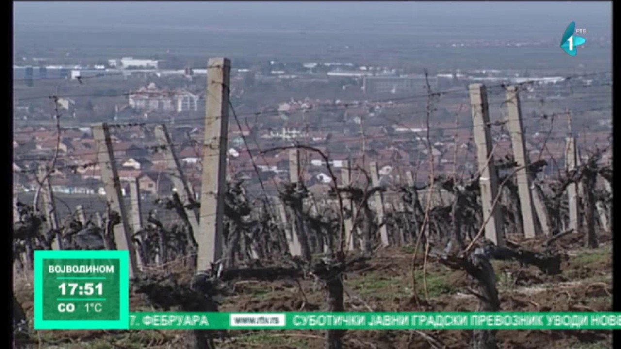 Vršački vinogradi prodati Svislajonu