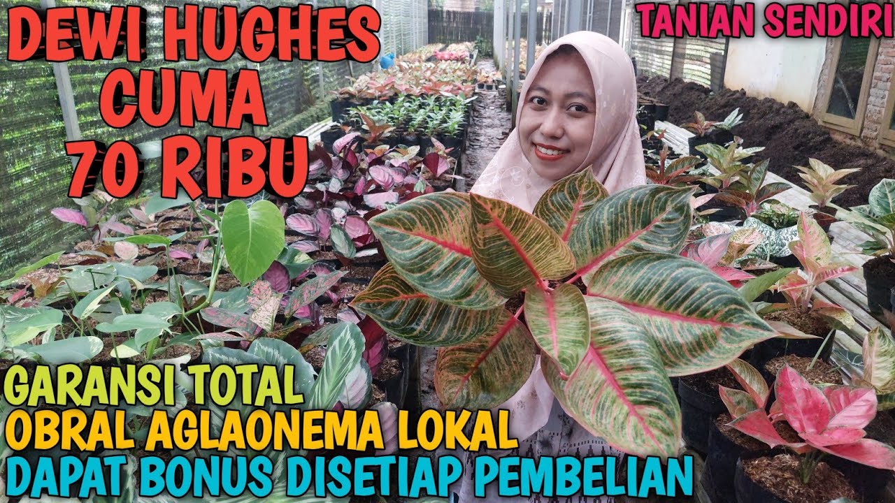 OBRAL AGLAONEMA 27 FEBRUARI 2026 | TANIAN SENDIRI | 100% AMANAH | GARANSI TOTAL ❗️