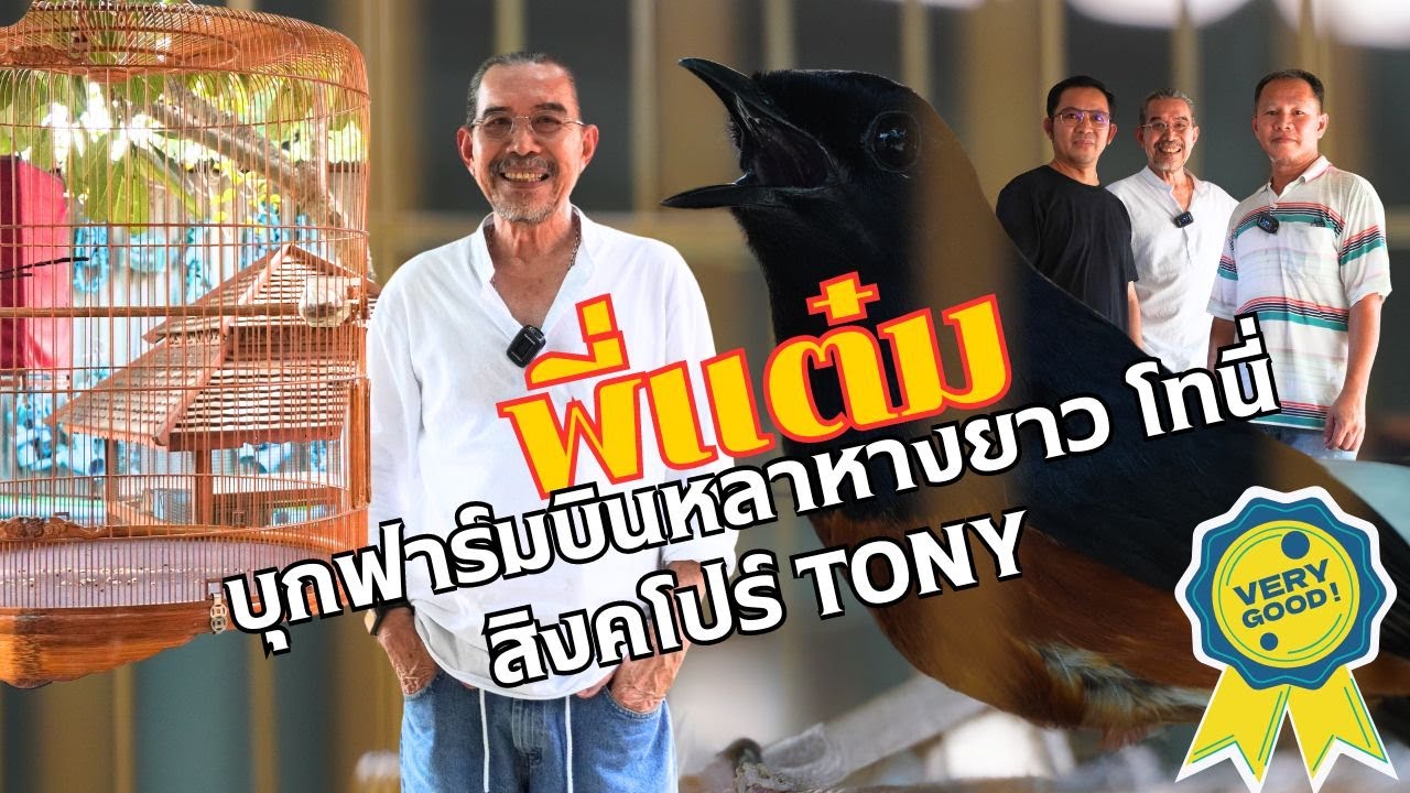 บุกฟาร์มบินหลาหางยาว โทนี่สิงคโปร์ Tony shama #ฟาร์มนก #ห่วงขาtony #ชรัสเฟื่องอารมย์