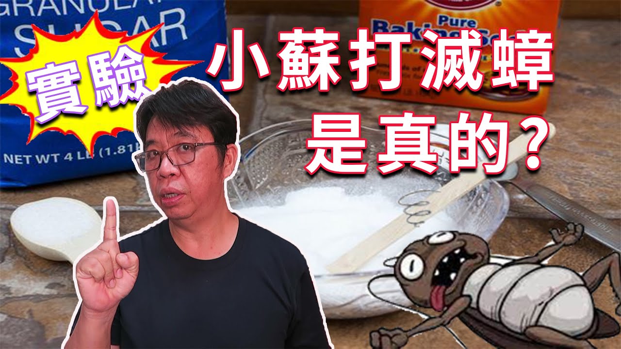 小蘇打滅蟑螂是誤會一場還是真有其事  這是一場超過10天的實驗記錄 結果有點意外  海賊王diy日記